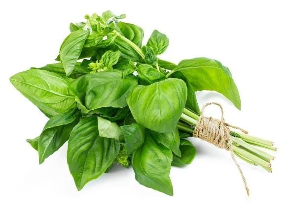 Basil