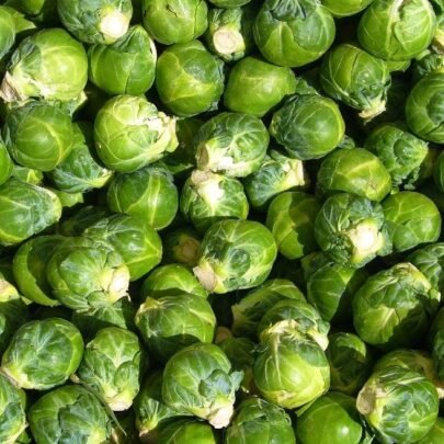 Brussel Sprout